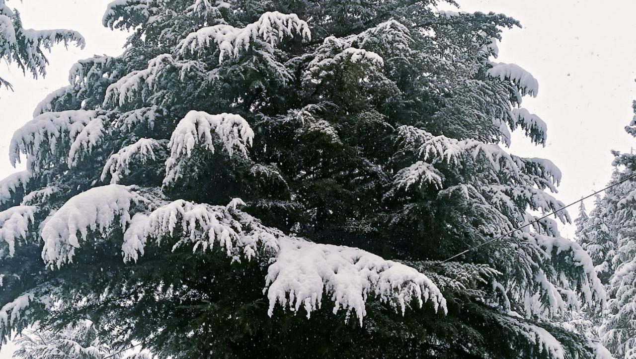 Baan By Snow City Farm Vashist Bagian luar foto